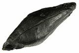 Fossil Sperm Whale (Scaldicetus) Tooth - South Carolina #277322-1